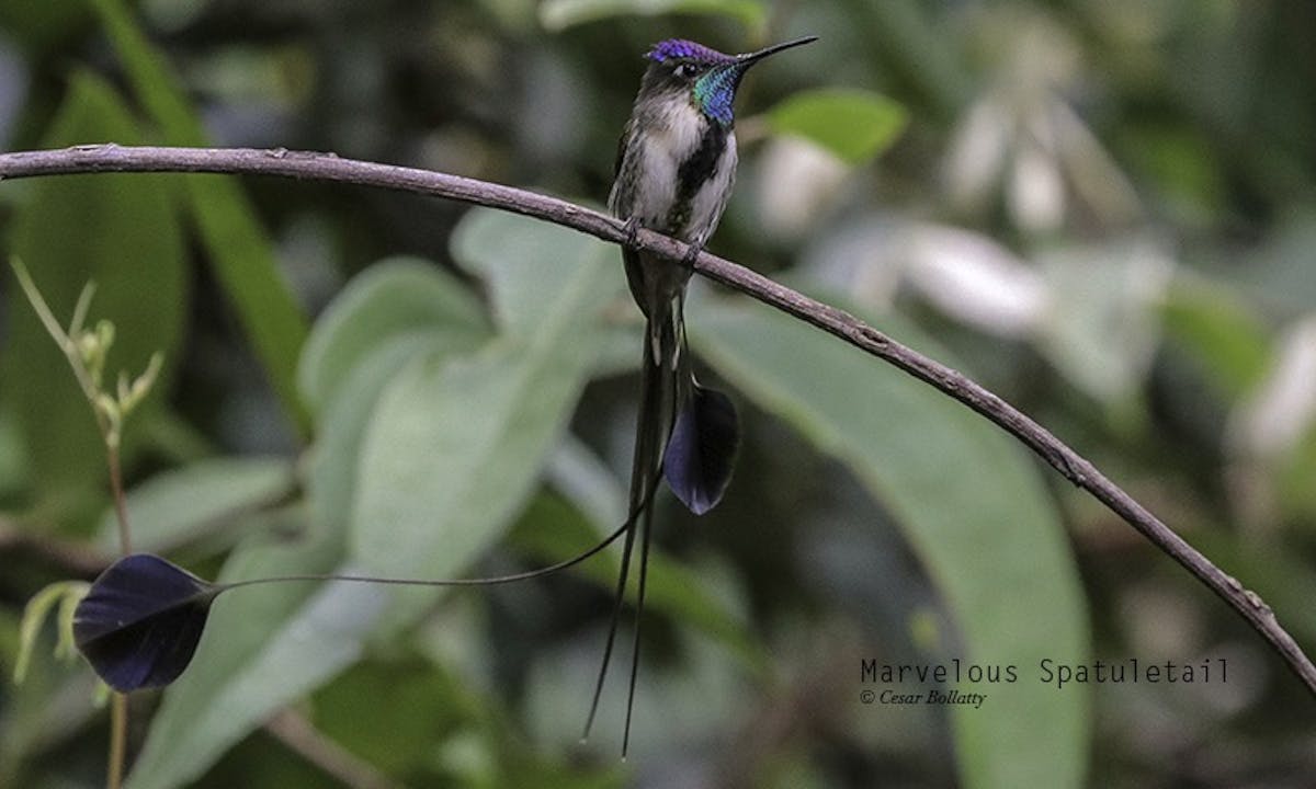 Plan Your Bird Tours Northern Peru with Industry Experts