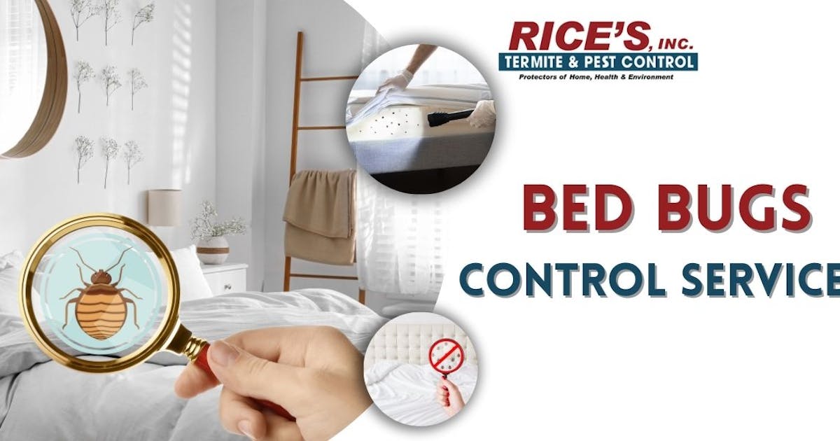 Bed Bugs: Why Should You Hire Pest Control Services For Your Home?