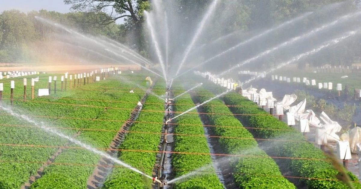 Enhancing Green Spaces: The Role of an Expert Irrigation Company in Riyadh